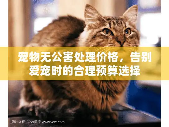 宠物无公害处理价格，告别爱宠时的合理预算选择