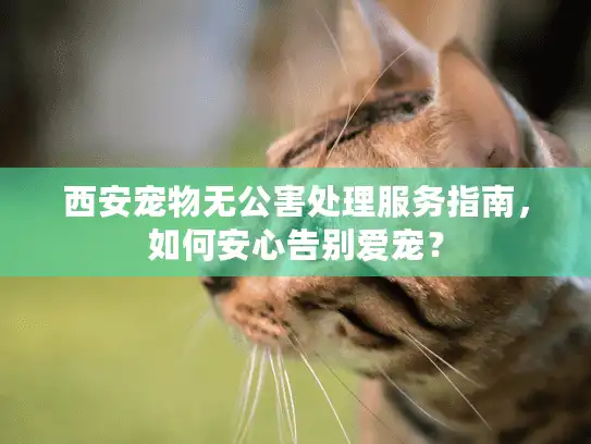西安宠物无公害处理服务指南，如何安心告别爱宠？