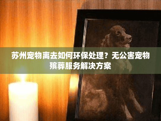 苏州宠物离去如何环保处理？无公害宠物殡葬服务解决方案