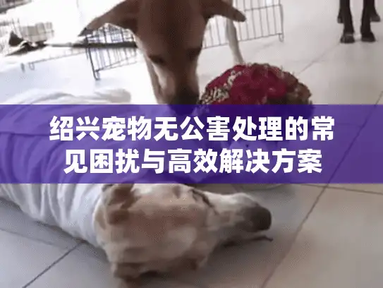 绍兴宠物无公害处理的常见困扰与高效解决方案 绍兴宠物无公害处理的常见困扰与高效解决方案