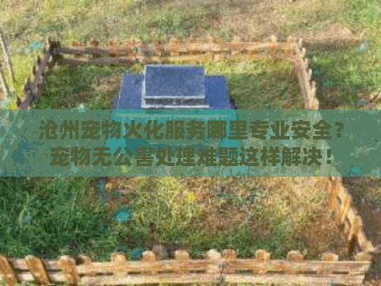 沧州宠物火化服务哪里专业安全？宠物无公害处理难题这样解决！