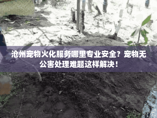 沧州宠物火化服务哪里专业安全？宠物无公害处理难题这样解决！