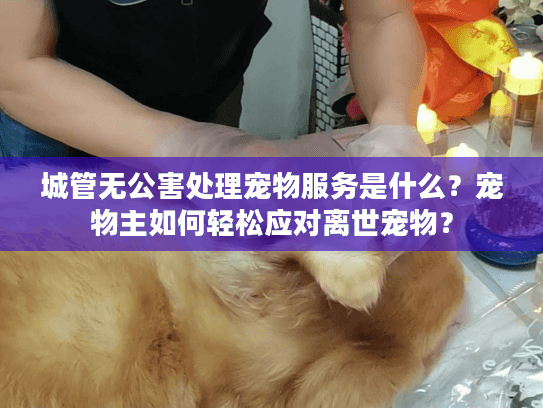 城管无公害处理宠物服务是什么？宠物主如何轻松应对离世宠物？