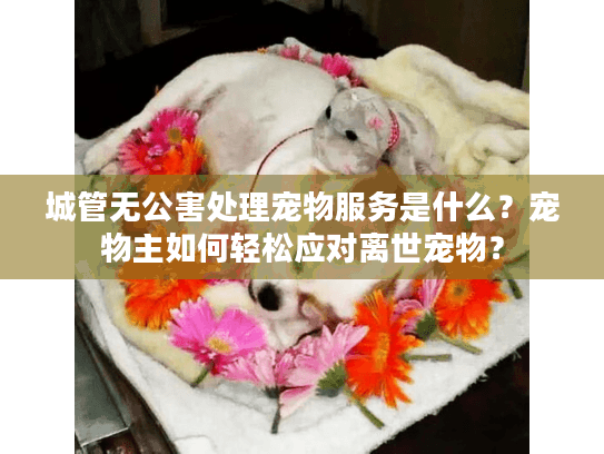 城管无公害处理宠物服务是什么？宠物主如何轻松应对离世宠物？