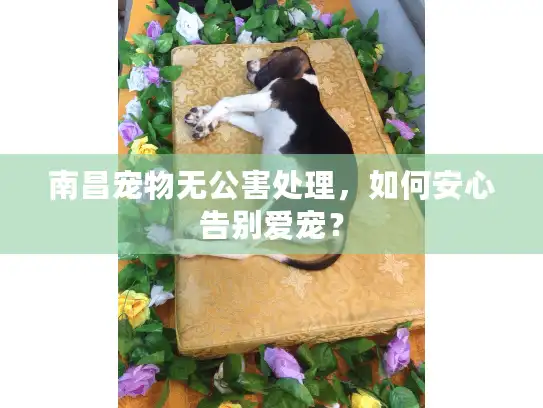 南昌宠物无公害处理，如何安心告别爱宠？