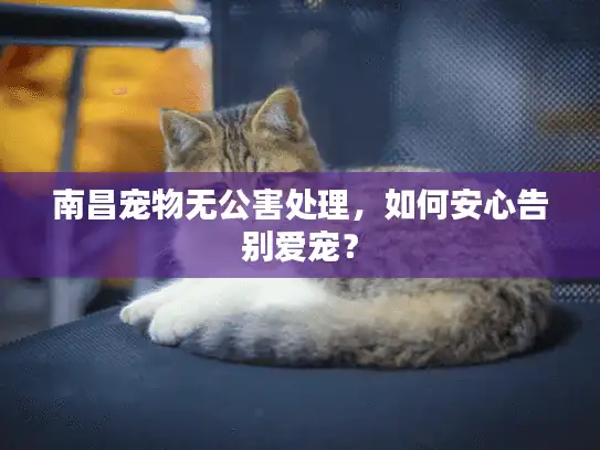 南昌宠物无公害处理，如何安心告别爱宠？