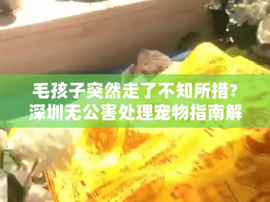 毛孩子突然走了不知所措?深圳无公害处理宠物指南解决三大难题 毛孩子突然走了不知所措?深圳无公害处理宠物指南解决三大难题
