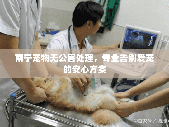 南宁宠物无公害处理，专业告别爱宠的安心方案