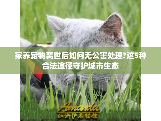 家养宠物离世后如何无公害处理?这5种合法途径守护城市生态 家养宠物离世后如何无公害处理?这5种合法途径守护城市生态