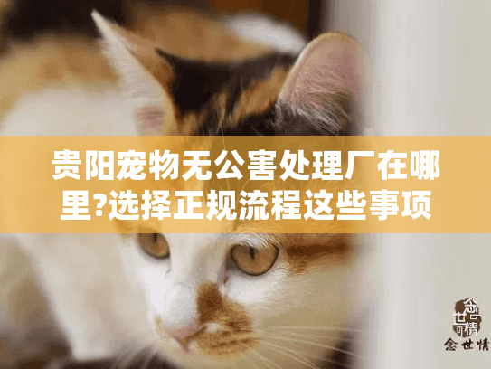 贵阳宠物无公害处理厂在哪里?选择正规流程这些事项要注意