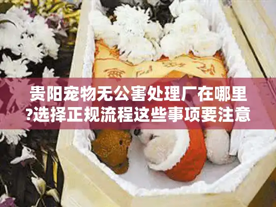贵阳宠物无公害处理厂在哪里?选择正规流程这些事项要注意