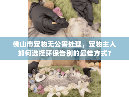 佛山市宠物无公害处理，宠物主人如何选择环保告别的最佳方式？