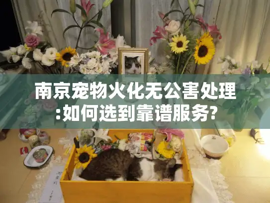 南京宠物火化无公害处理:如何选到靠谱服务?