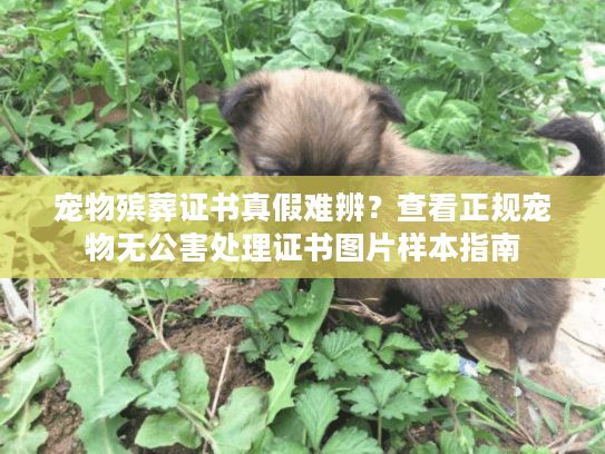 宠物殡葬证书真假难辨？查看正规宠物无公害处理证书图片样本指南
