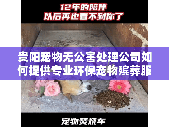贵阳宠物无公害处理公司如何提供专业环保宠物殡葬服务？