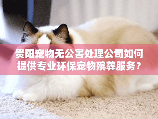 贵阳宠物无公害处理公司如何提供专业环保宠物殡葬服务？