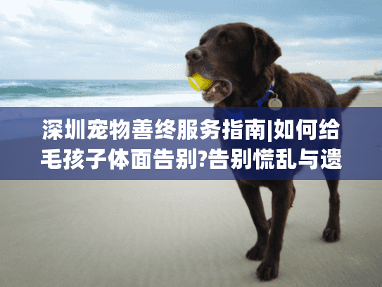 深圳宠物善终服务指南|如何给毛孩子体面告别?告别慌乱与遗憾