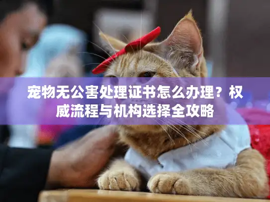 宠物无公害处理证书怎么办理？权威流程与机构选择全攻略