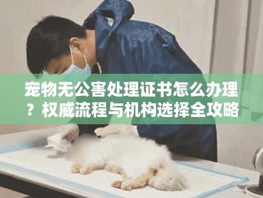 宠物无公害处理证书怎么办理？权威流程与机构选择全攻略