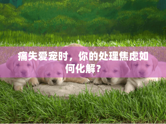 痛失爱宠时,你的处理焦虑如何化解? 痛失爱宠时,你的处理焦虑如何化解?