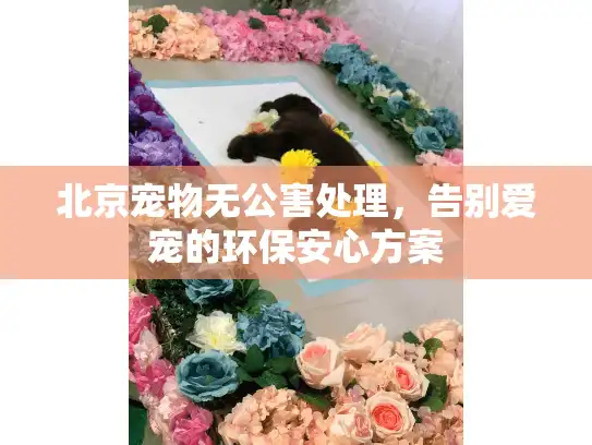 北京宠物无公害处理,告别爱宠的环保安心方案 北京宠物无公害处理,告别爱宠的环保安心方案