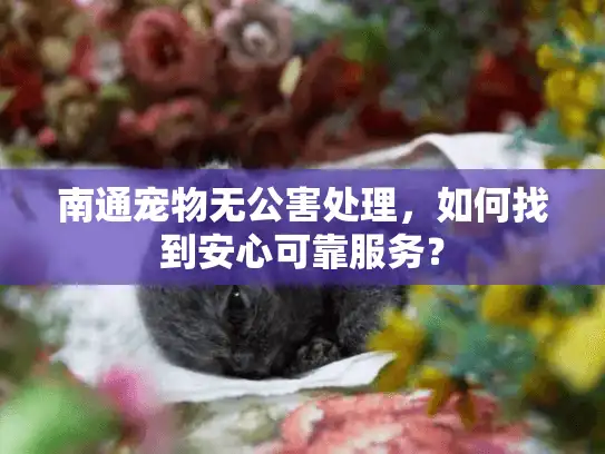 南通宠物无公害处理，如何找到安心可靠服务？