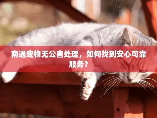 南通宠物无公害处理，如何找到安心可靠服务？