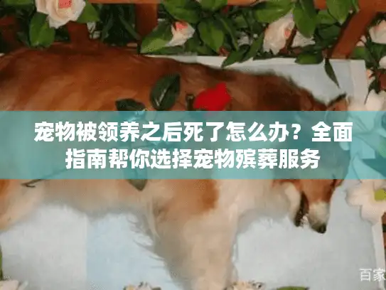 宠物被领养之后死了怎么办？全面指南帮你选择宠物殡葬服务
