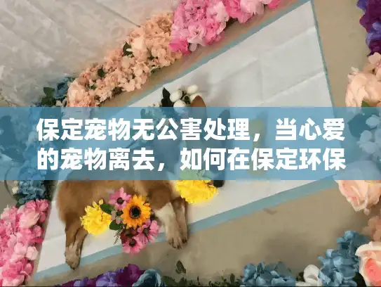 保定宠物无公害处理，当心爱的宠物离去，如何在保定环保解决后事？