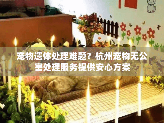 宠物遗体处理难题？杭州宠物无公害处理服务提供安心方案
