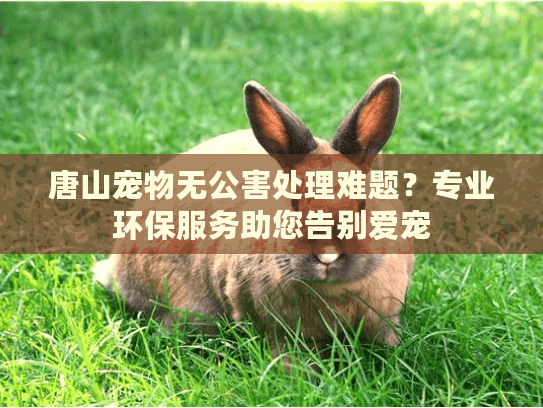 唐山宠物无公害处理难题?专业环保服务助您告别爱宠 唐山宠物无公害处理难题?专业环保服务助您告别爱宠