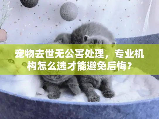 宠物去世无公害处理,专业机构怎么选才能避免后悔? 宠物去世无公害处理,专业机构怎么选才能避免后悔?