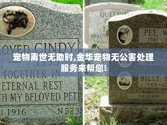 宠物离世无助时,金华宠物无公害处理服务来帮您!