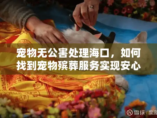 宠物无公害处理海口,如何找到宠物殡葬服务实现安心告别? 宠物无公害处理海口,如何找到宠物殡葬服务实现安心告别?