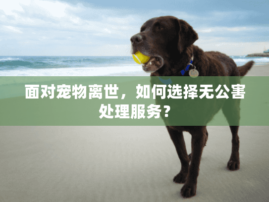 面对宠物离世，如何选择无公害处理服务？