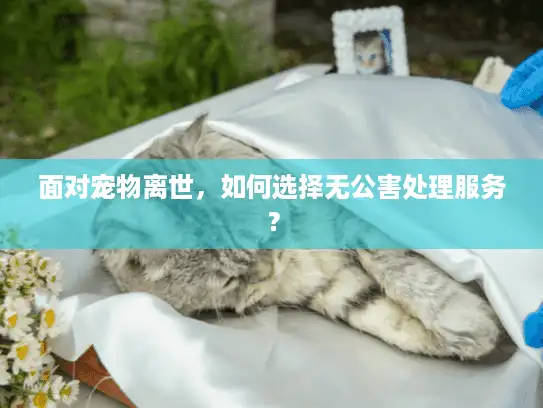 面对宠物离世，如何选择无公害处理服务？