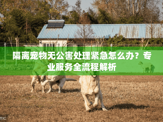 隔离宠物无公害处理紧急怎么办？专业服务全流程解析