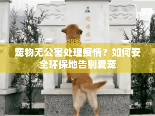 宠物无公害处理疫情？如何安全环保地告别爱宠