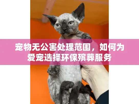 宠物无公害处理范围，如何为爱宠选择环保殡葬服务