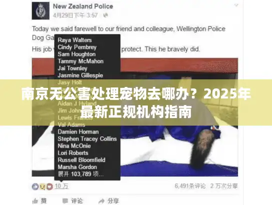 南京无公害处理宠物去哪办？2025年最新正规机构指南