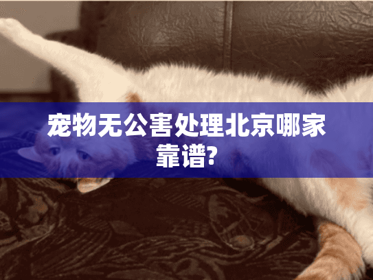 宠物无公害处理北京哪家靠谱?