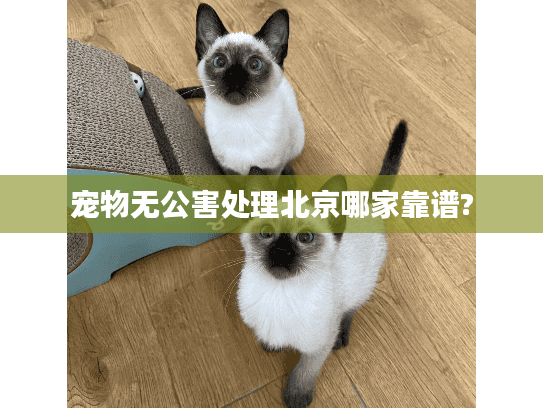 宠物无公害处理北京哪家靠谱?