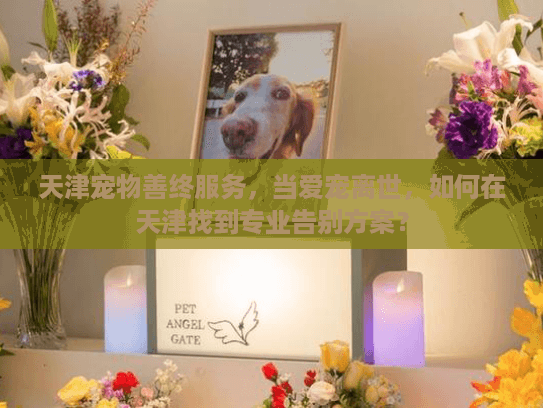 天津宠物善终服务，当爱宠离世，如何在天津找到专业告别方案？