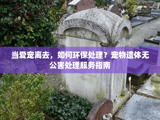 当爱宠离去，如何环保处理？宠物遗体无公害处理服务指南
