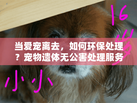 当爱宠离去，如何环保处理？宠物遗体无公害处理服务指南
