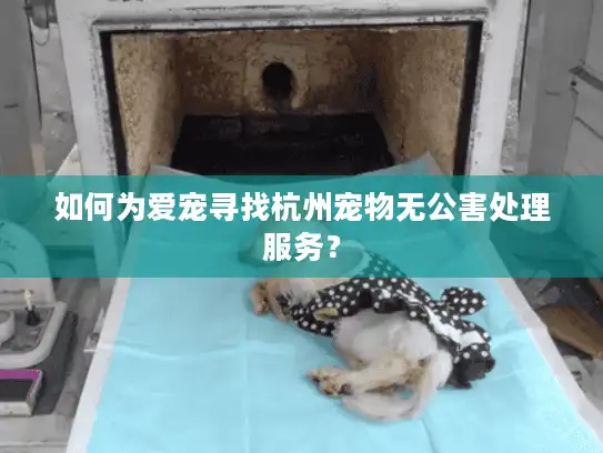 如何为爱宠寻找杭州宠物无公害处理服务？