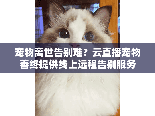 宠物离世告别难?云直播宠物善终提供线上远程告别服务 宠物离世告别难?云直播宠物善终提供线上远程告别服务