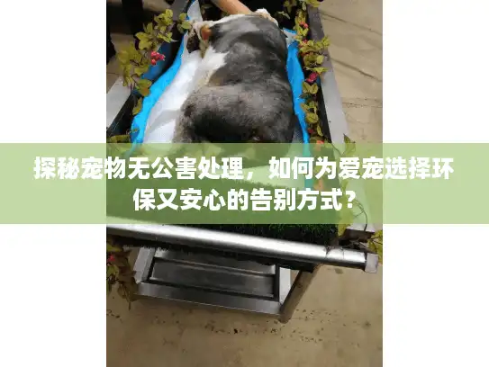 探秘宠物无公害处理，如何为爱宠选择环保又安心的告别方式？