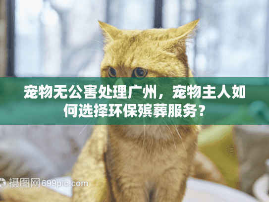 宠物无公害处理广州，宠物主人如何选择环保殡葬服务？