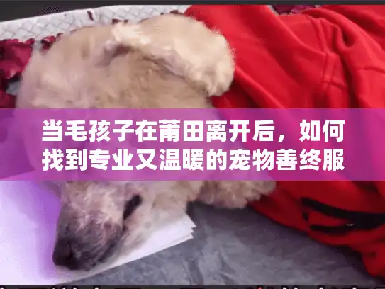 当毛孩子在莆田离开后,如何找到专业又温暖的宠物善终服务? 当毛孩子在莆田离开后,如何找到专业又温暖的宠物善终服务?